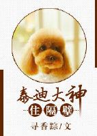 泰迪狗在