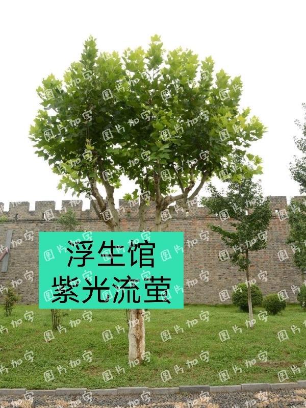 浮生馆by阿司匹林全文免费阅读